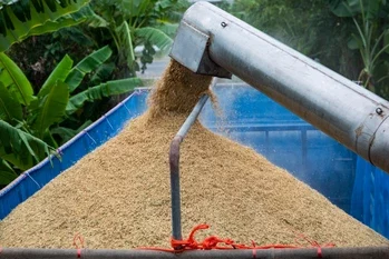 Popular Indian rice varieties such as 'Swarna', 'Ratna', 'Miniket', and 'Sona Masoori' are expected to see price gains in both West Bengal and southern India amid the anticipated demand surge, he said. (Image: Bloomberg)