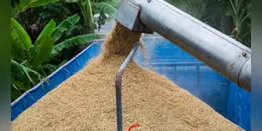 Popular Indian rice varieties such as 'Swarna', 'Ratna', 'Miniket', and 'Sona Masoori' are expected to see price gains in both West Bengal and southern India amid the anticipated demand surge, he said. (Image: Bloomberg)