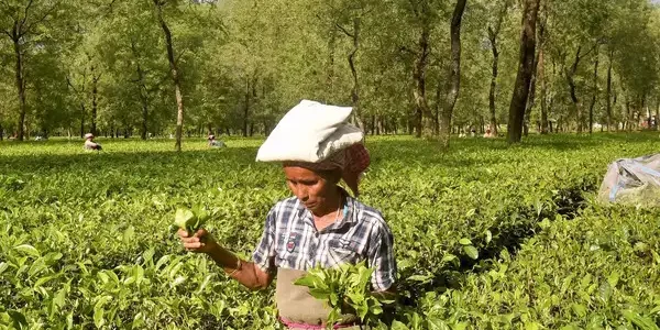 guwahati-duty-free-imported-tea-being-re-exported-as-indian-tea-by-exporters-says-tea-association-of-india