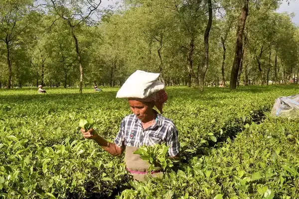 guwahati-duty-free-imported-tea-being-re-exported-as-indian-tea-by-exporters-says-tea-association-of-india