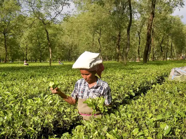 guwahati-duty-free-imported-tea-being-re-exported-as-indian-tea-by-exporters-says-tea-association-of-india